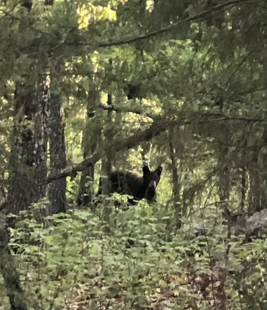 A bear is standing in the woods near some trees.