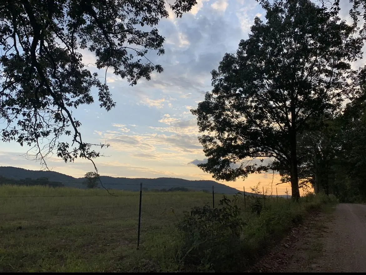 A tree is in the distance behind a fence.