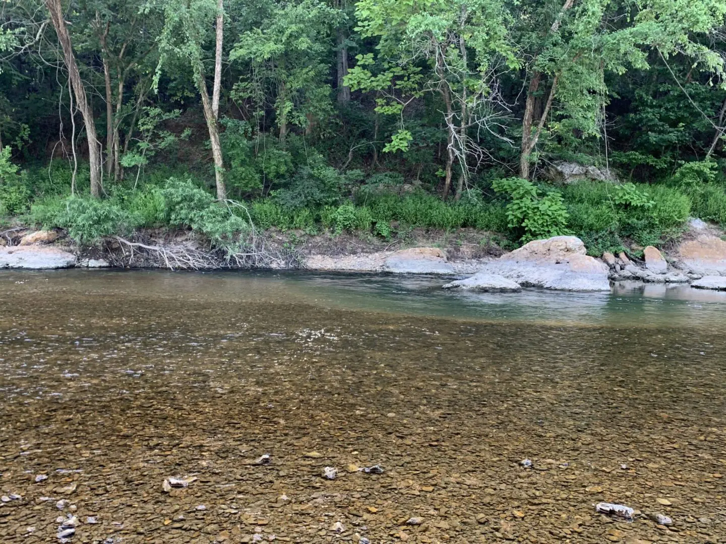 A river with trees and rocks in the background.