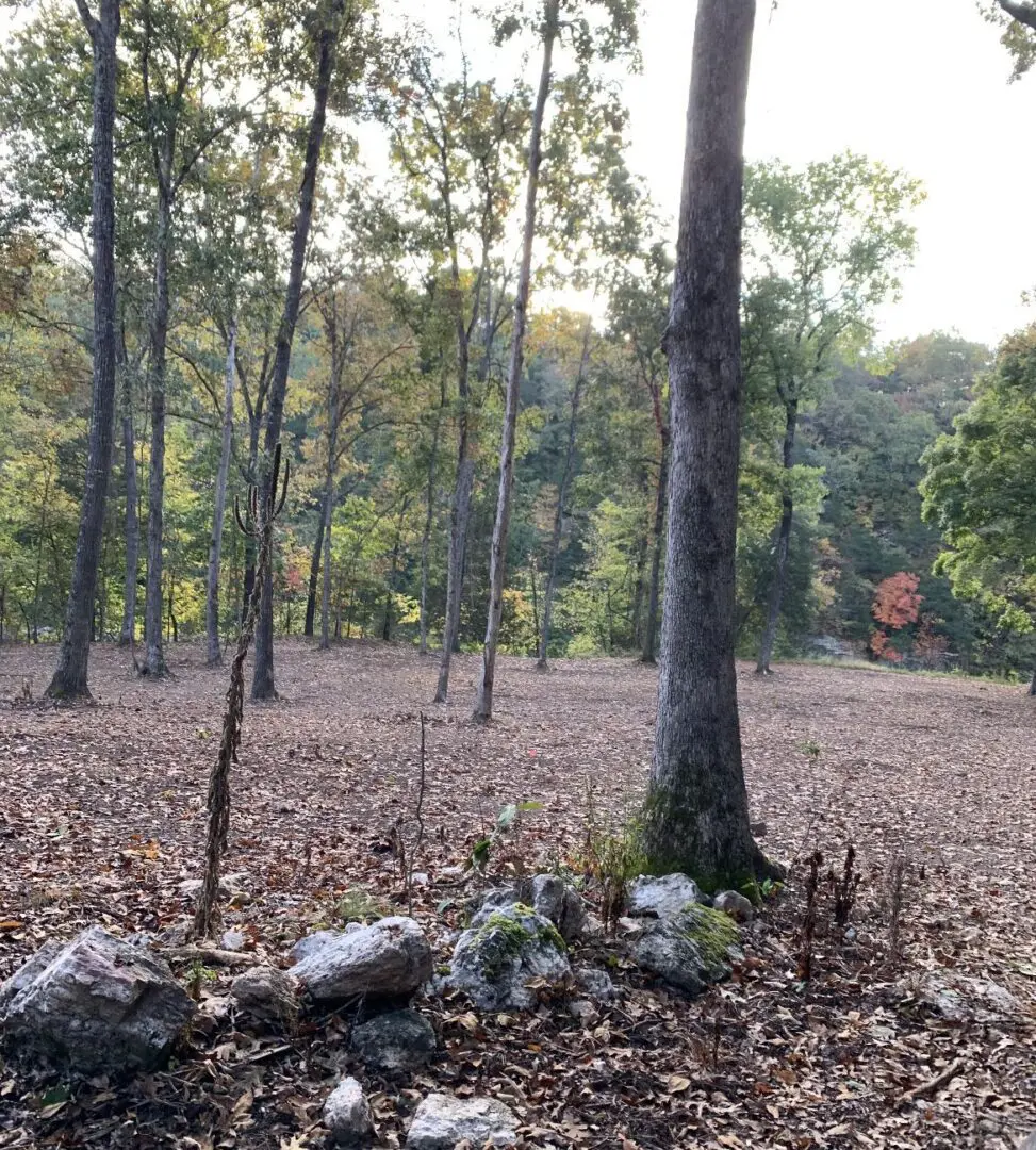 A tree in the middle of a forest with leaves on it.